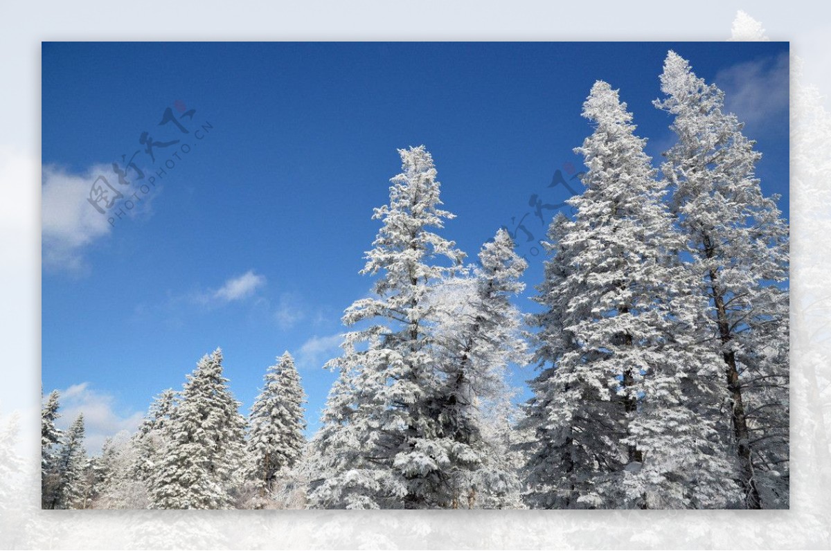 林中雪景图片