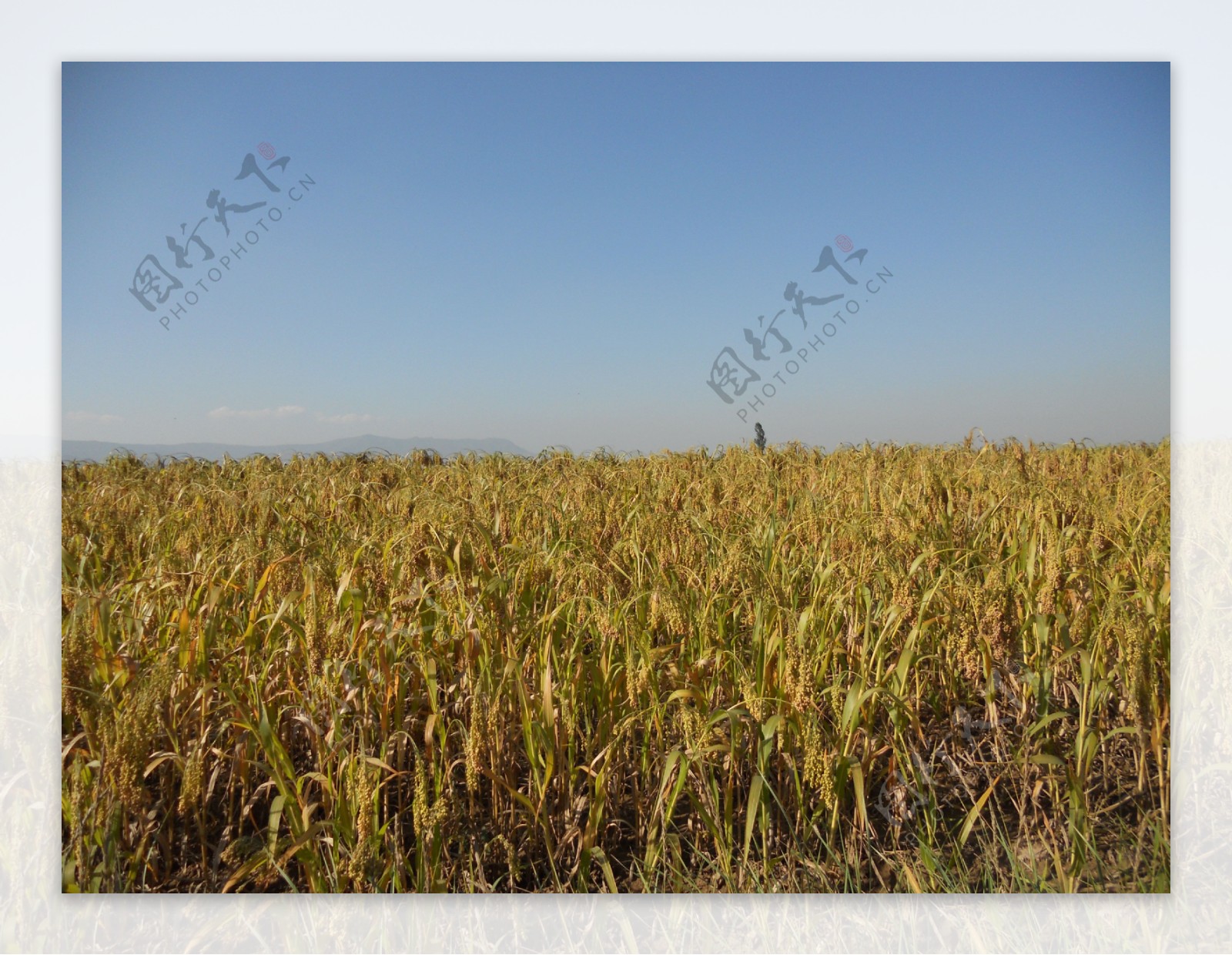 农作物黍子图片