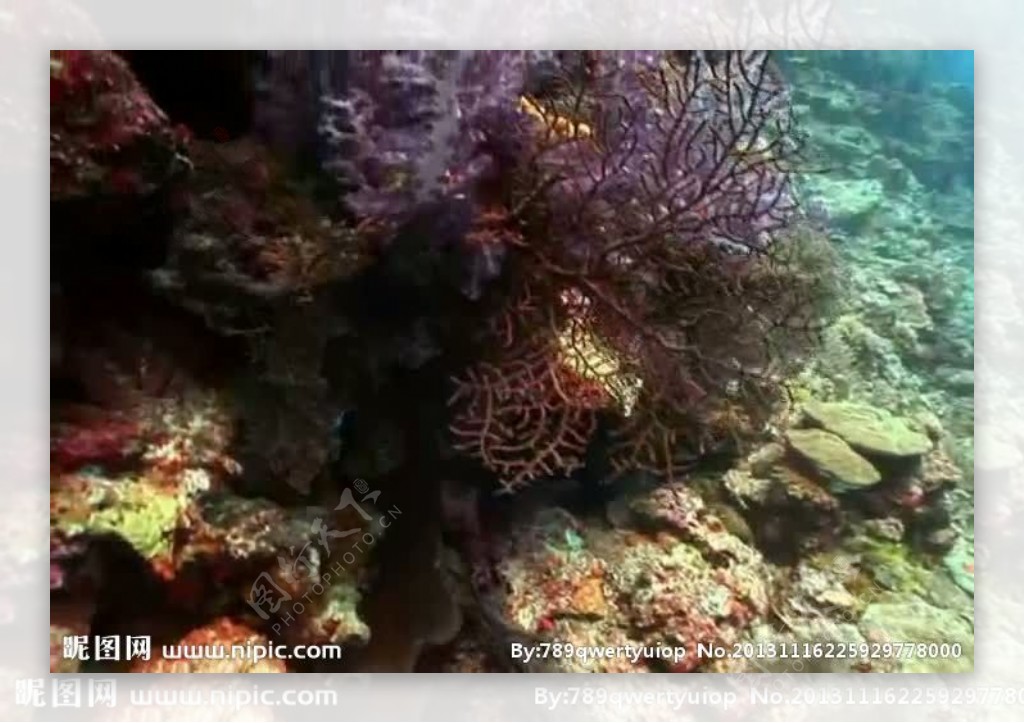 海底海洋生物视频素材