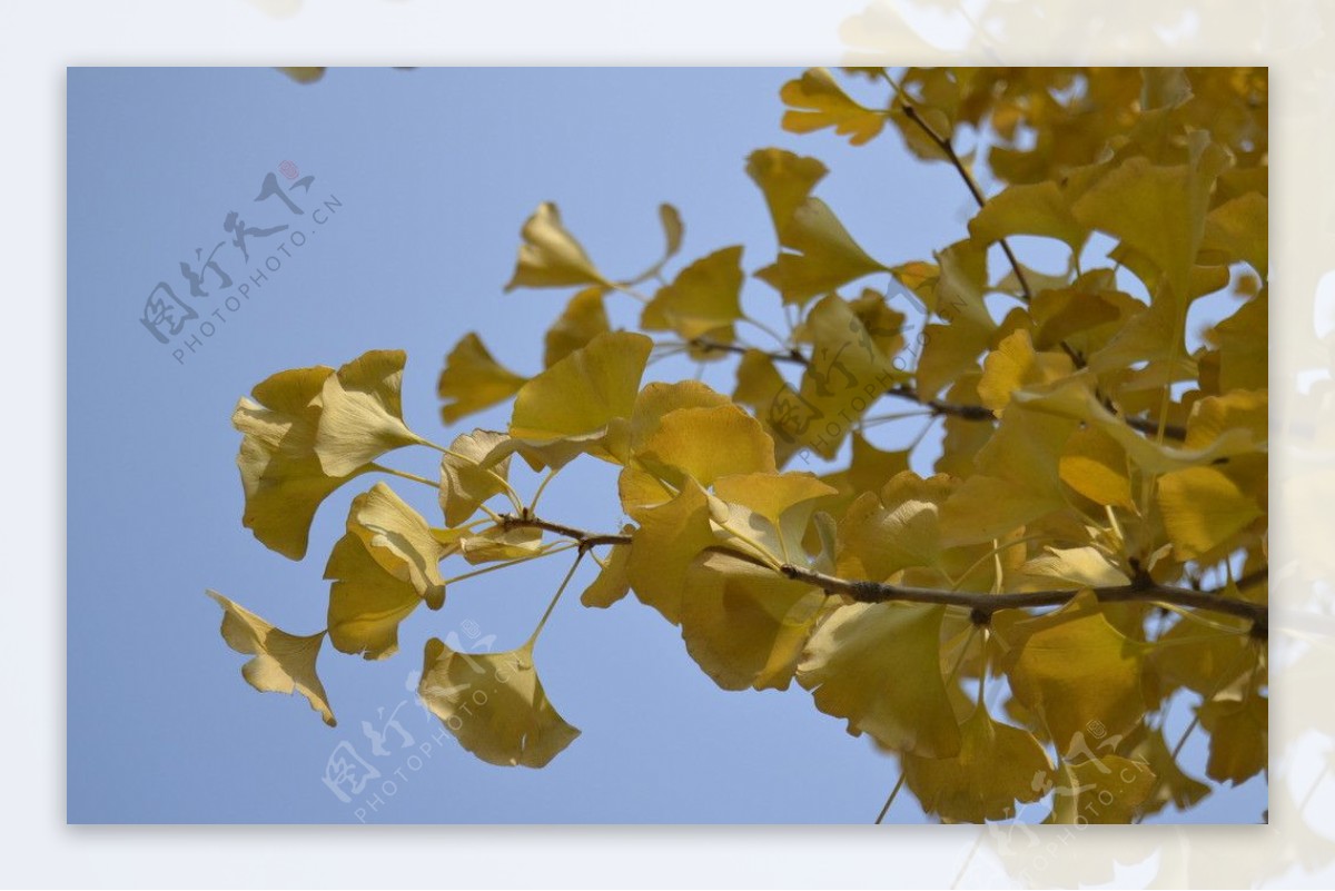 秋季大树图片