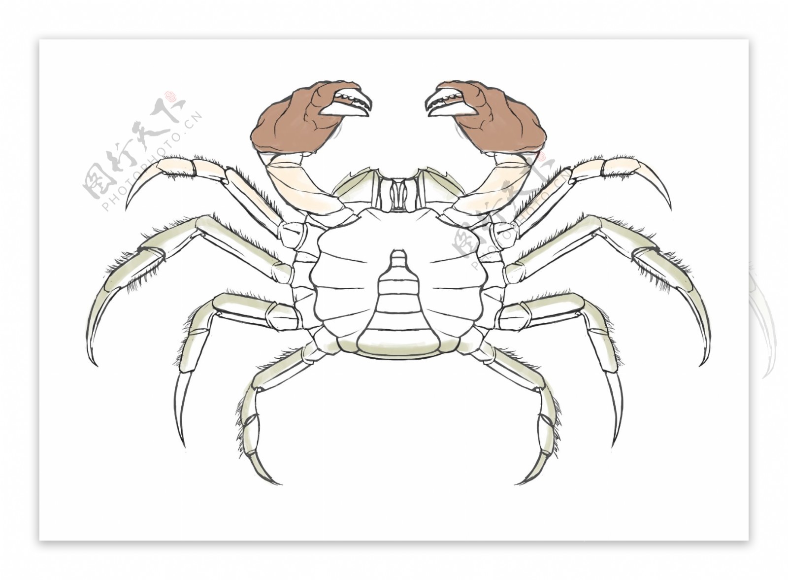 手绘高淳螃蟹示意图图片
