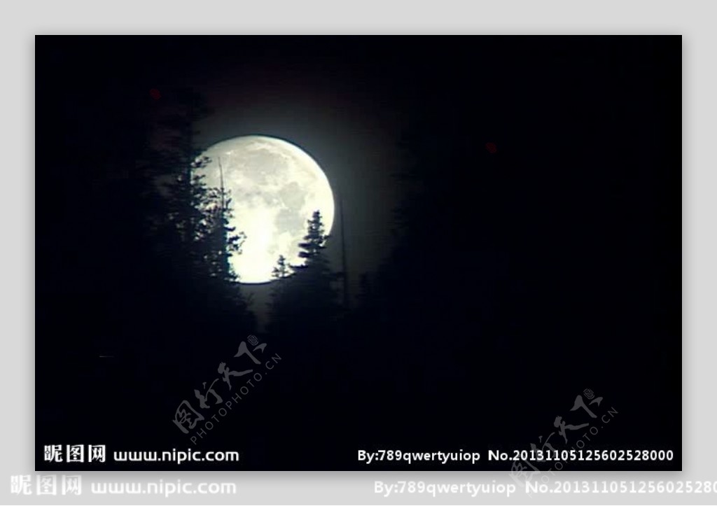 月亮树梢夜景视频素材