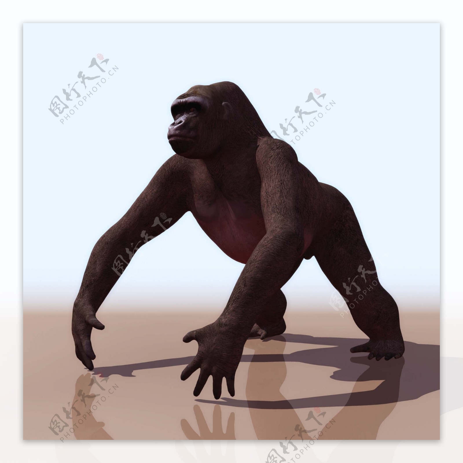 3D模型图库动物类大猩猩图片