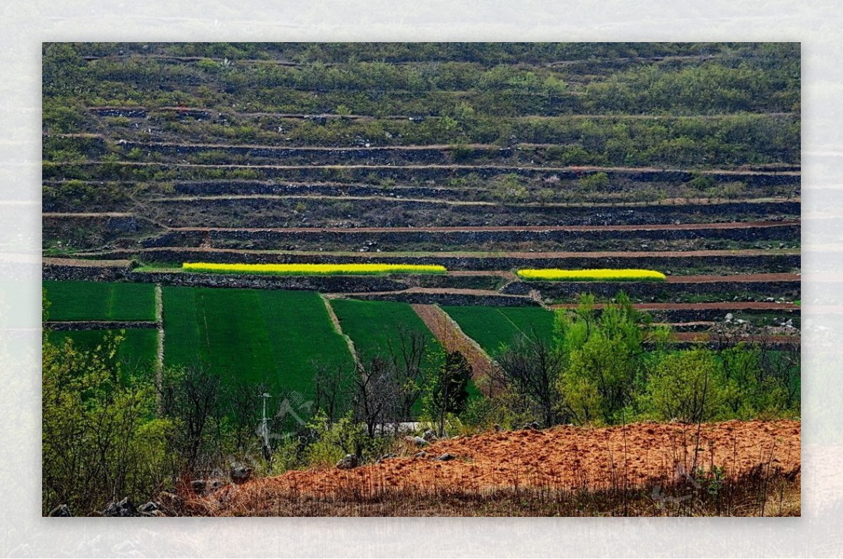 山野的菜花图片