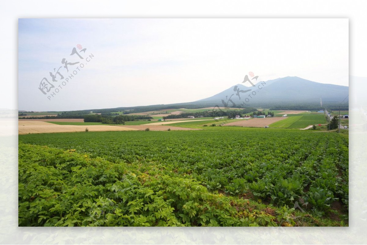 麦田风光图片