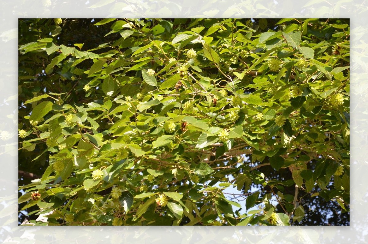喜树的种子果图片