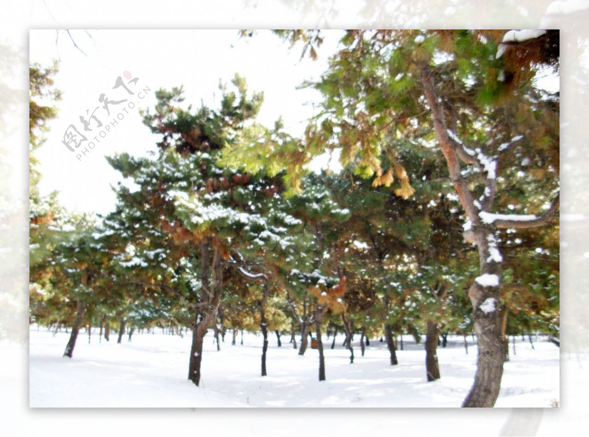 雪景图片