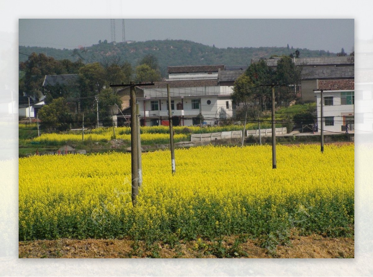 蔬菜基地油菜花图片