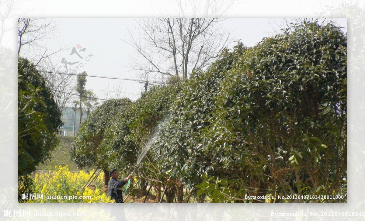 蔬菜基地油菜花图片