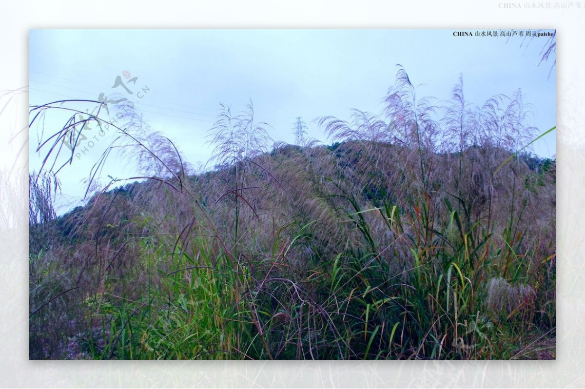 中国山水高山芦苇图片