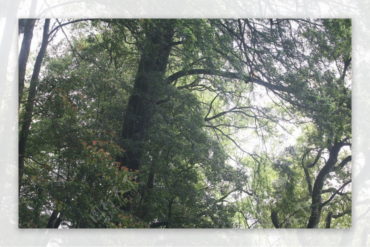 古蛟区红豆杉生态园图片