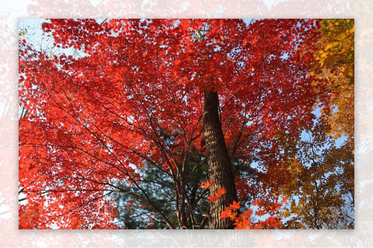 长白山枫叶图片