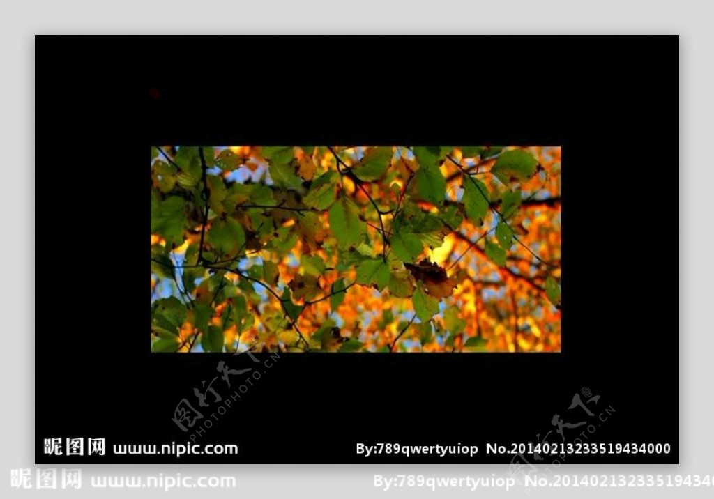 秋天树木落叶视频素材