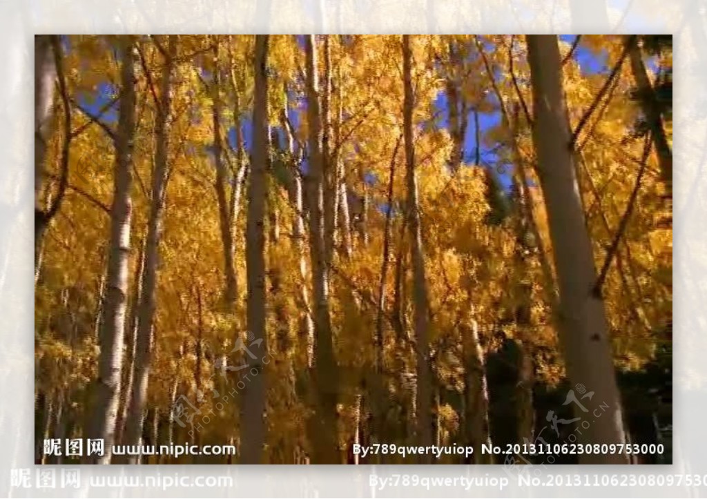 秋季森林视频素材