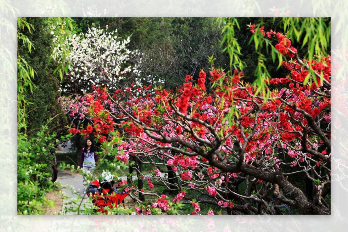 桃花桃树红花图片