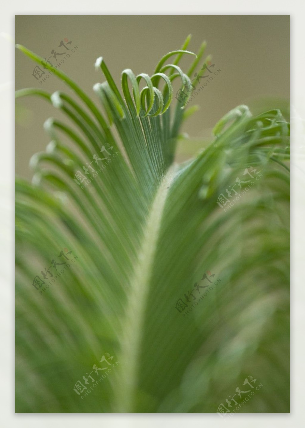 铁树植物图片