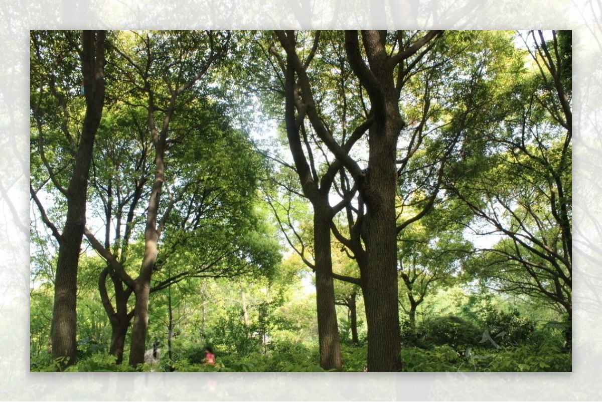 上海森林公园图片