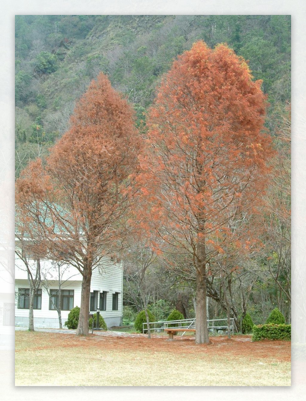 枫树图片