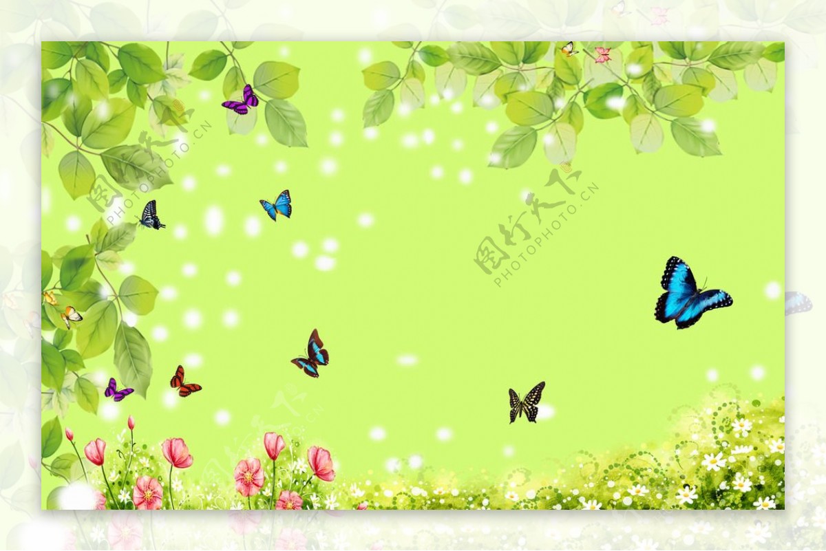 春天里蝴蝶花丛中背景图图片