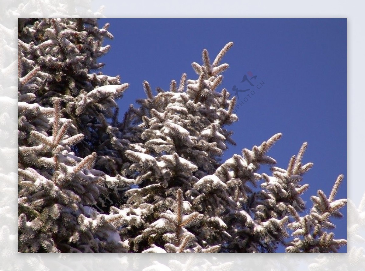 冬天松树图片