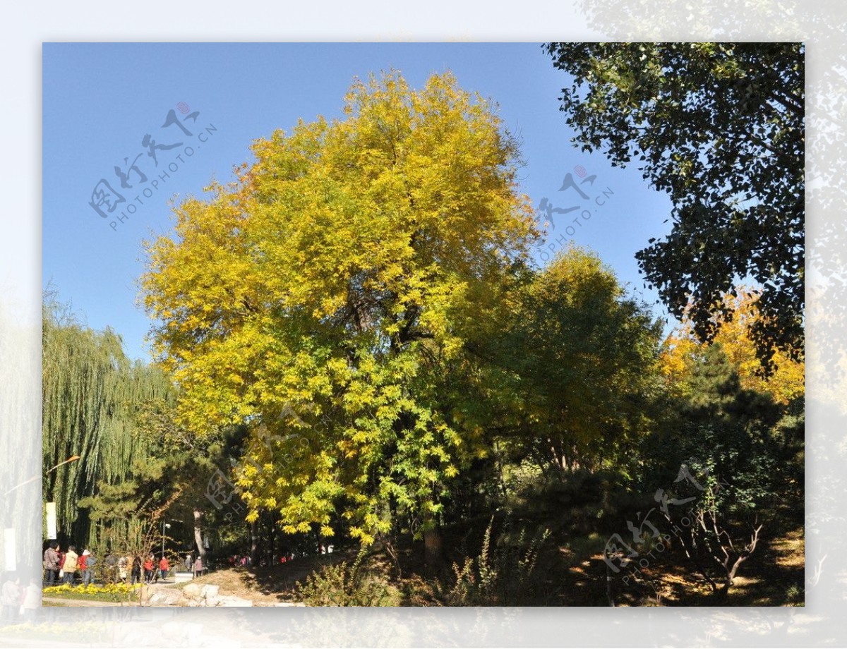 金黄的树图片