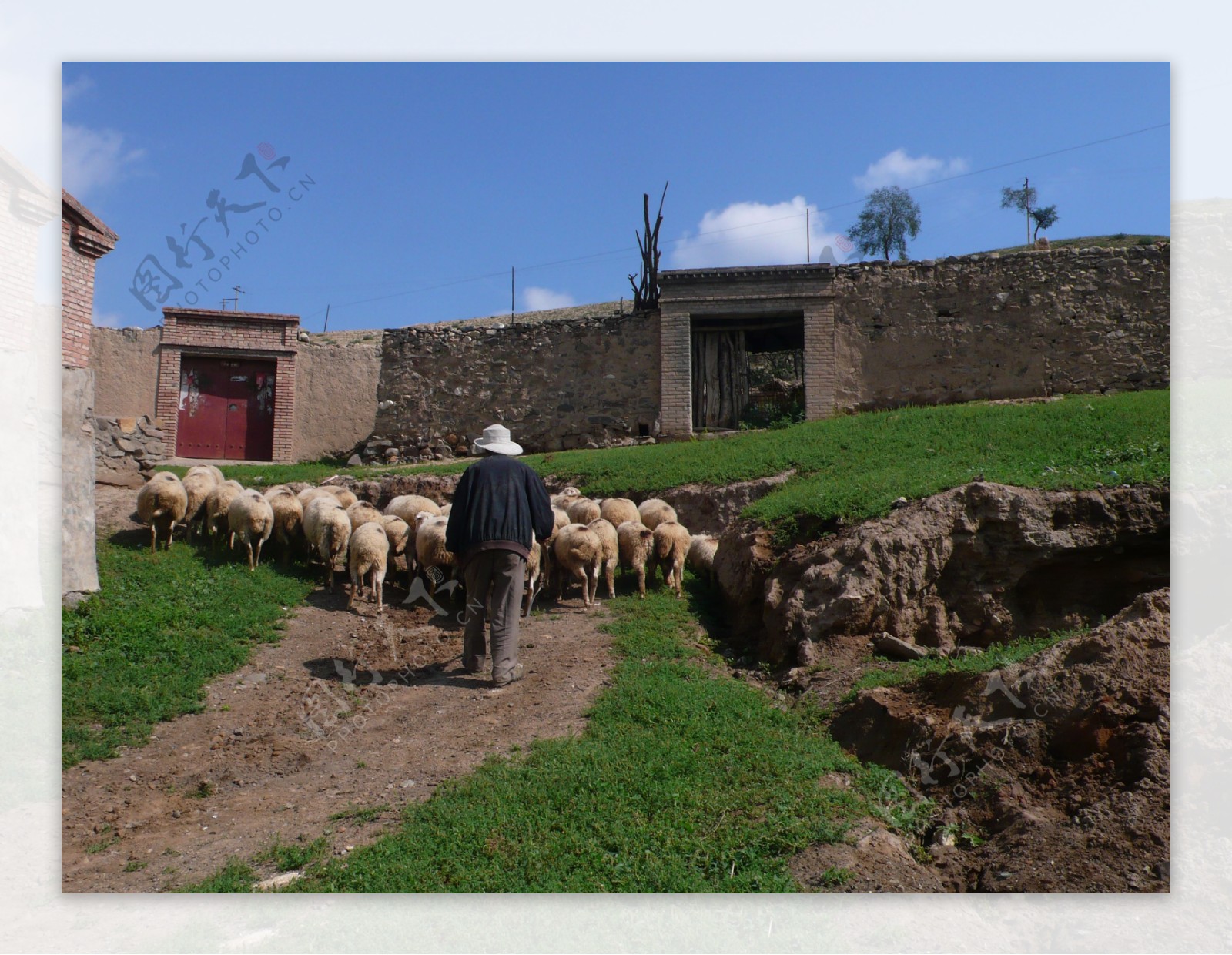 羊群和牧羊人图片