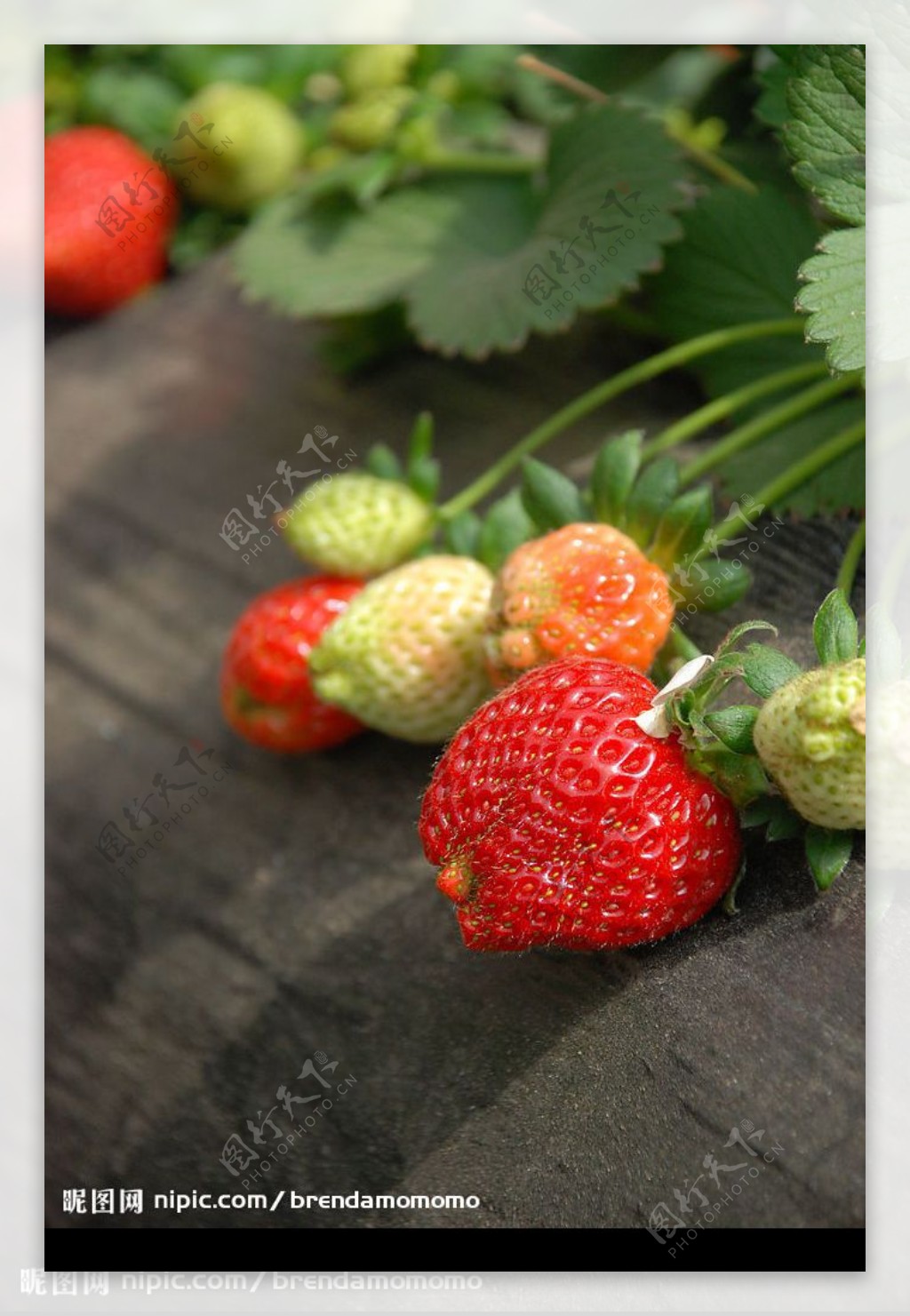 草莓采摘图片