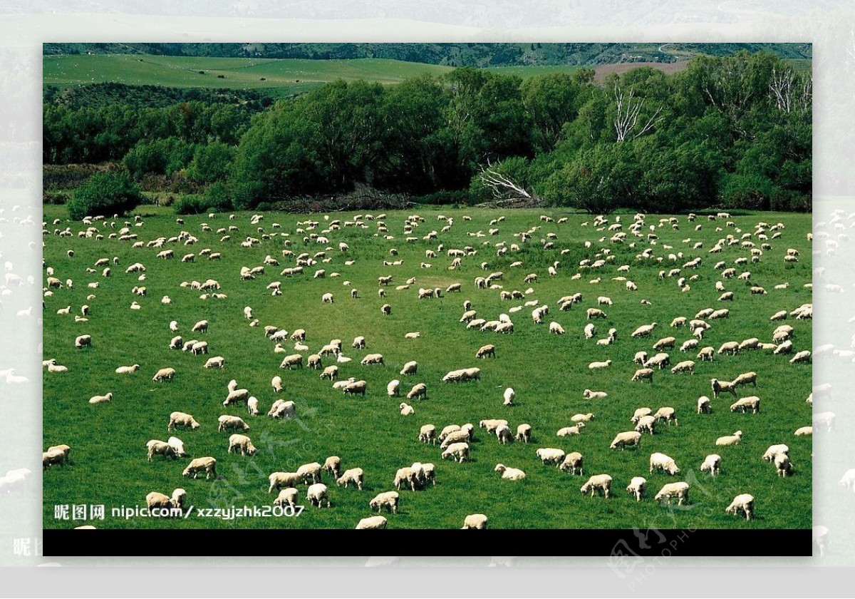 羊羊摄影图片-羊羊摄影作品-千库网