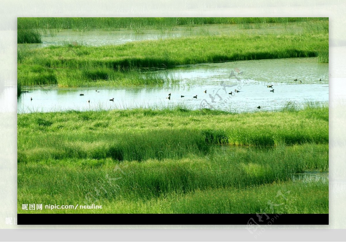 七星湖湖假鼠婦草濕地图片