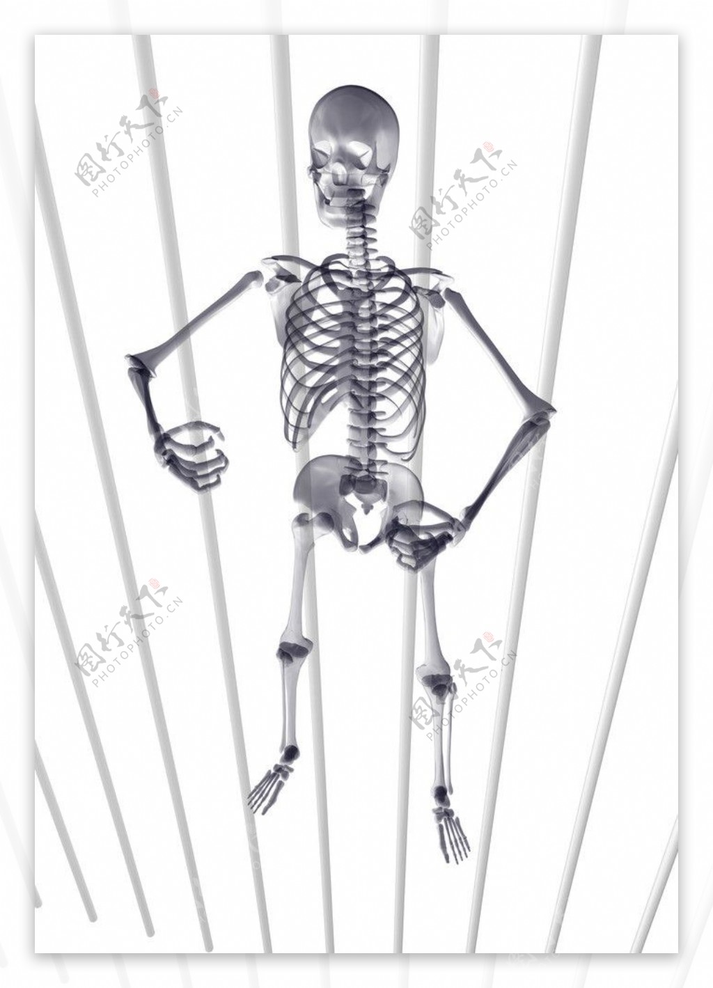 人体骨骼图片素材-编号09107694-图行天下