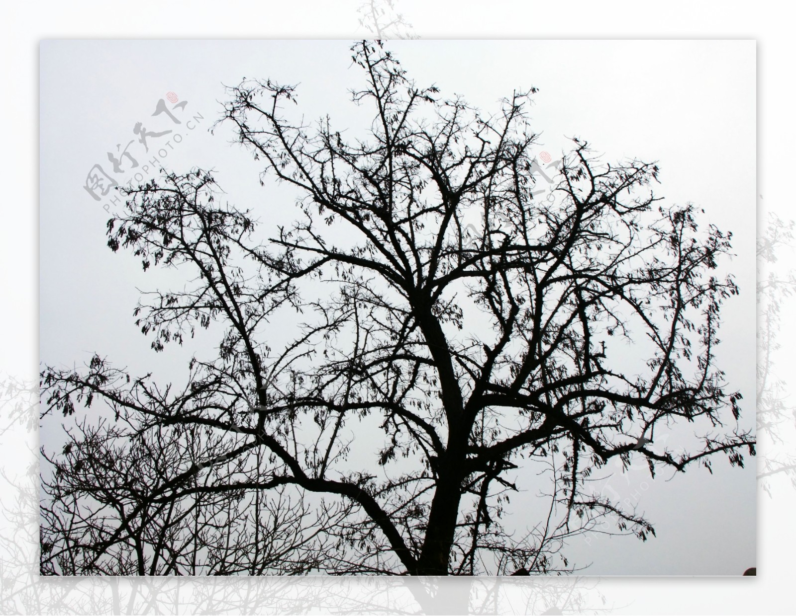 树冬日树干图片