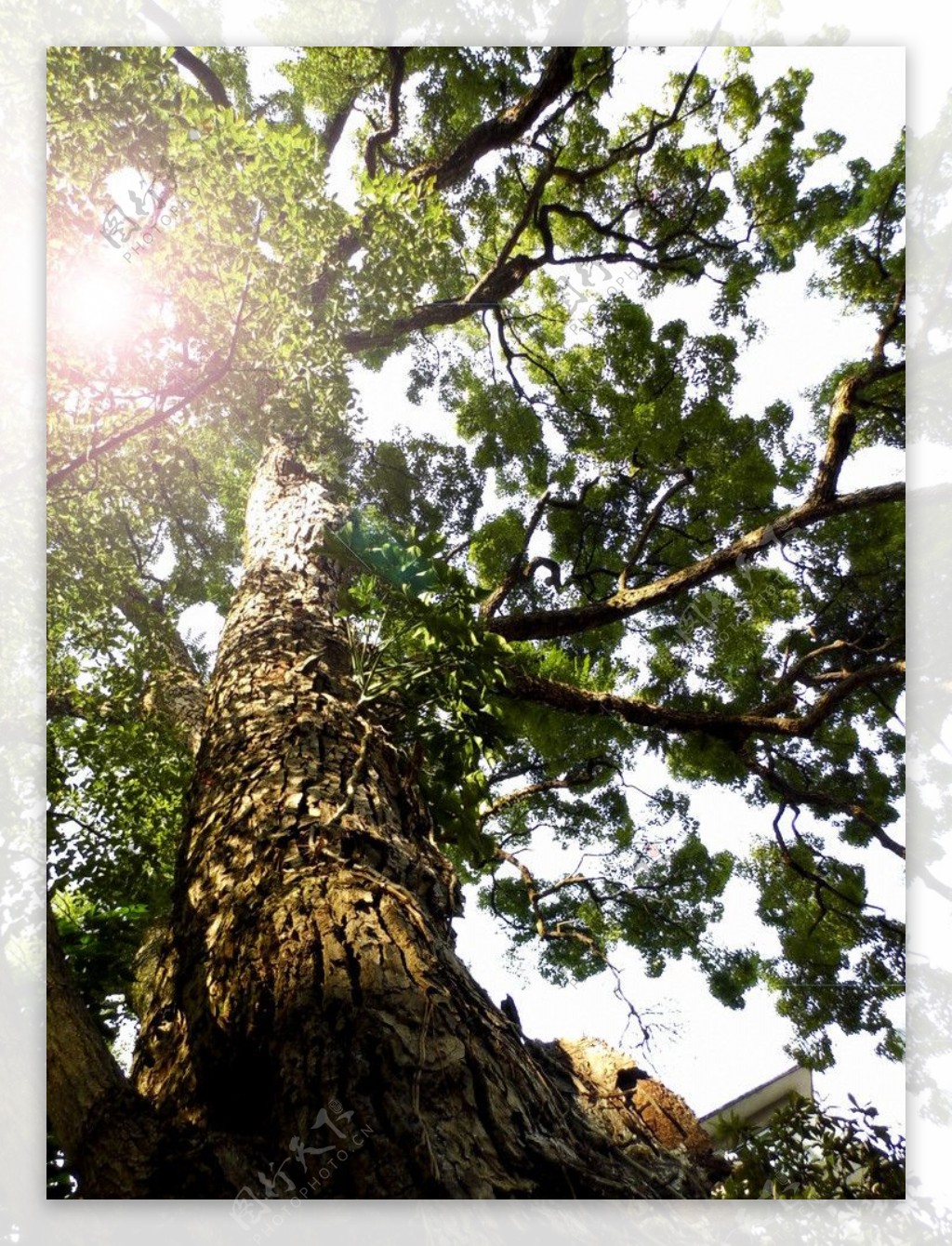 大树与阳光图片