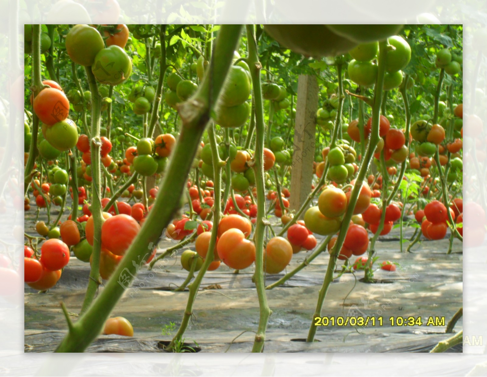 大棚番茄图片