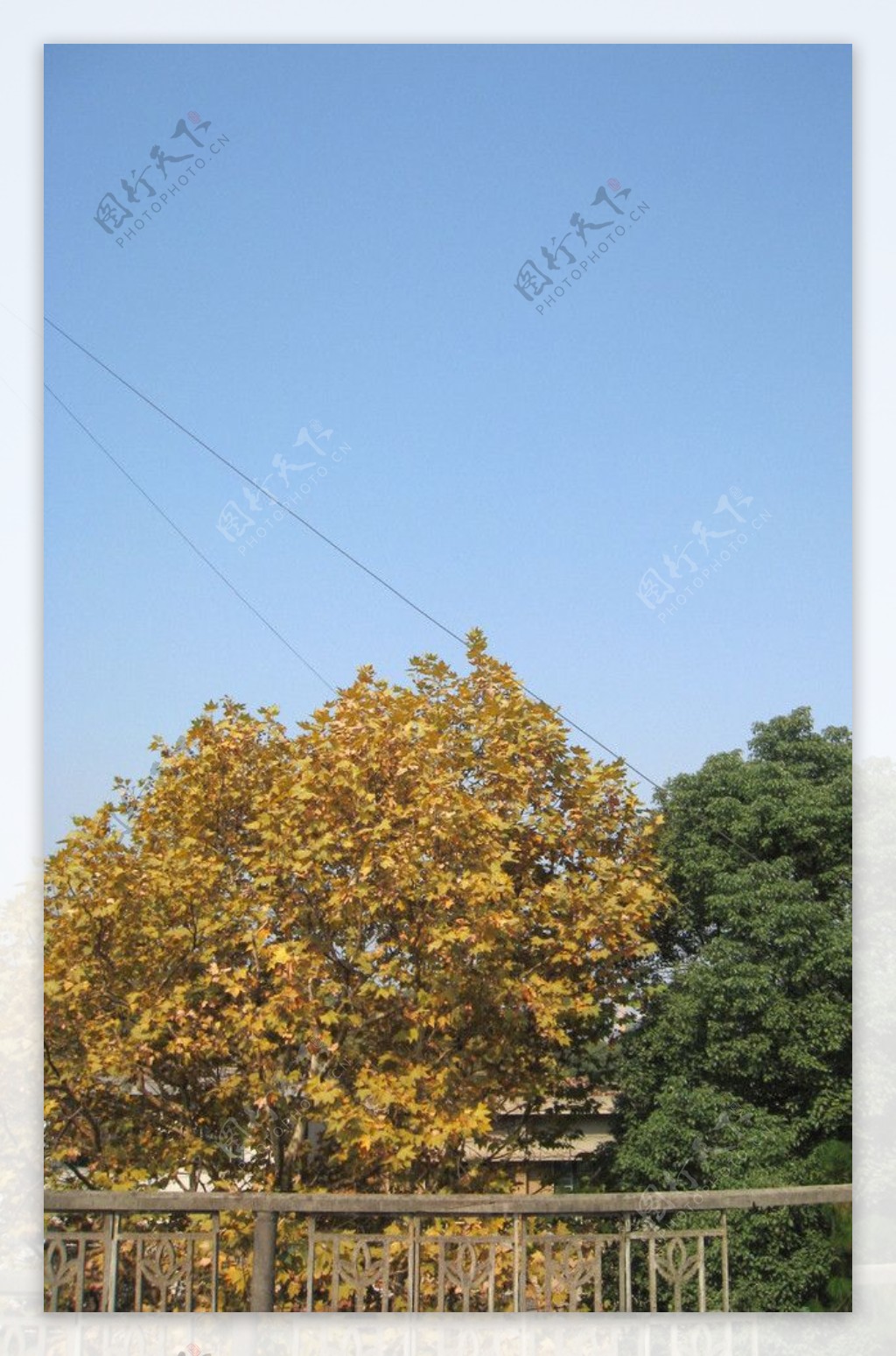 法国梧桐树樟树图片