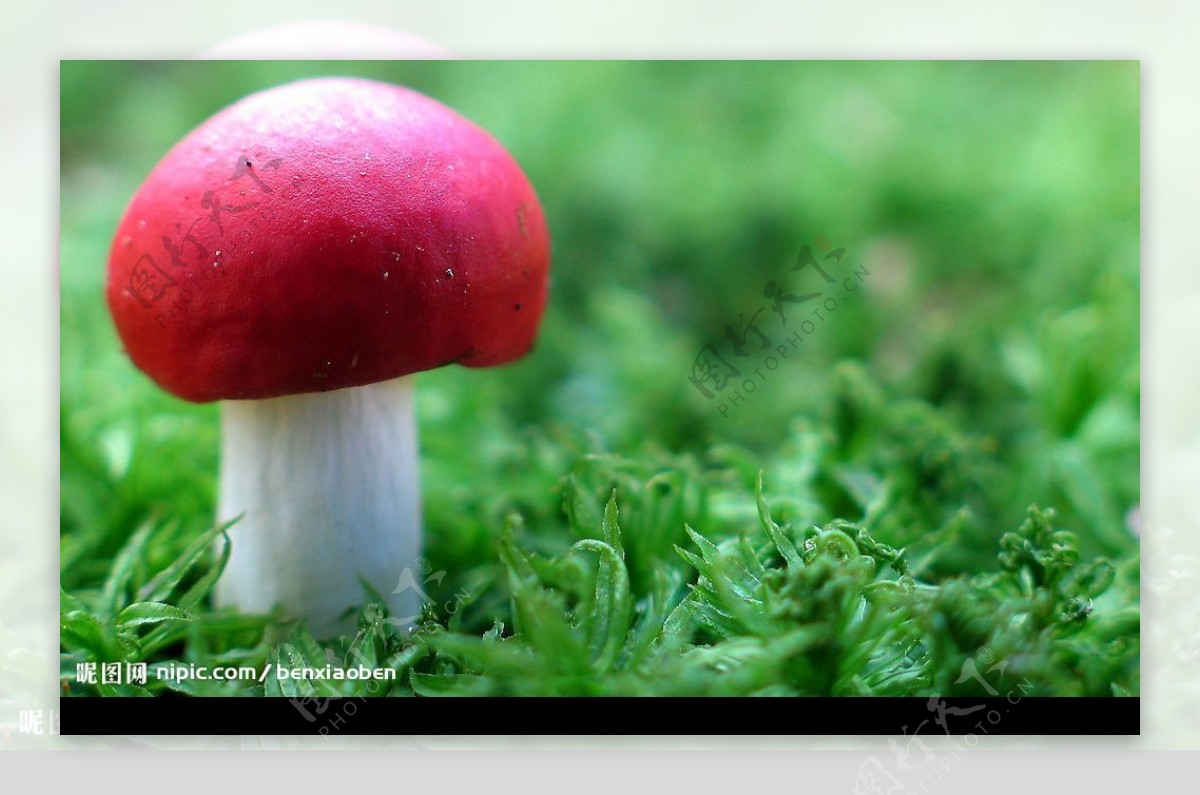 青草地中的粉红小蘑菇图片