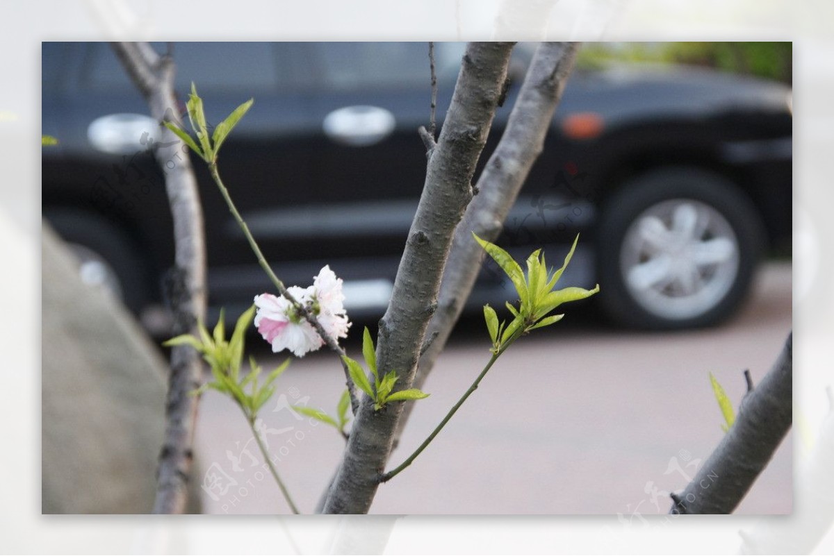 一枝桃花图片