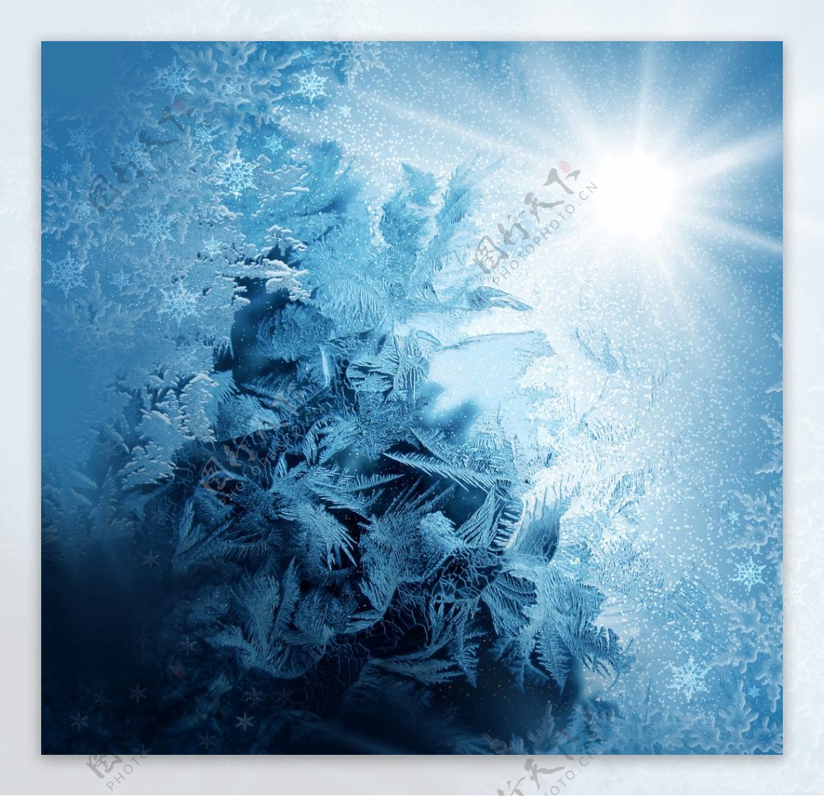 冬季阳光树枝雪景图片
