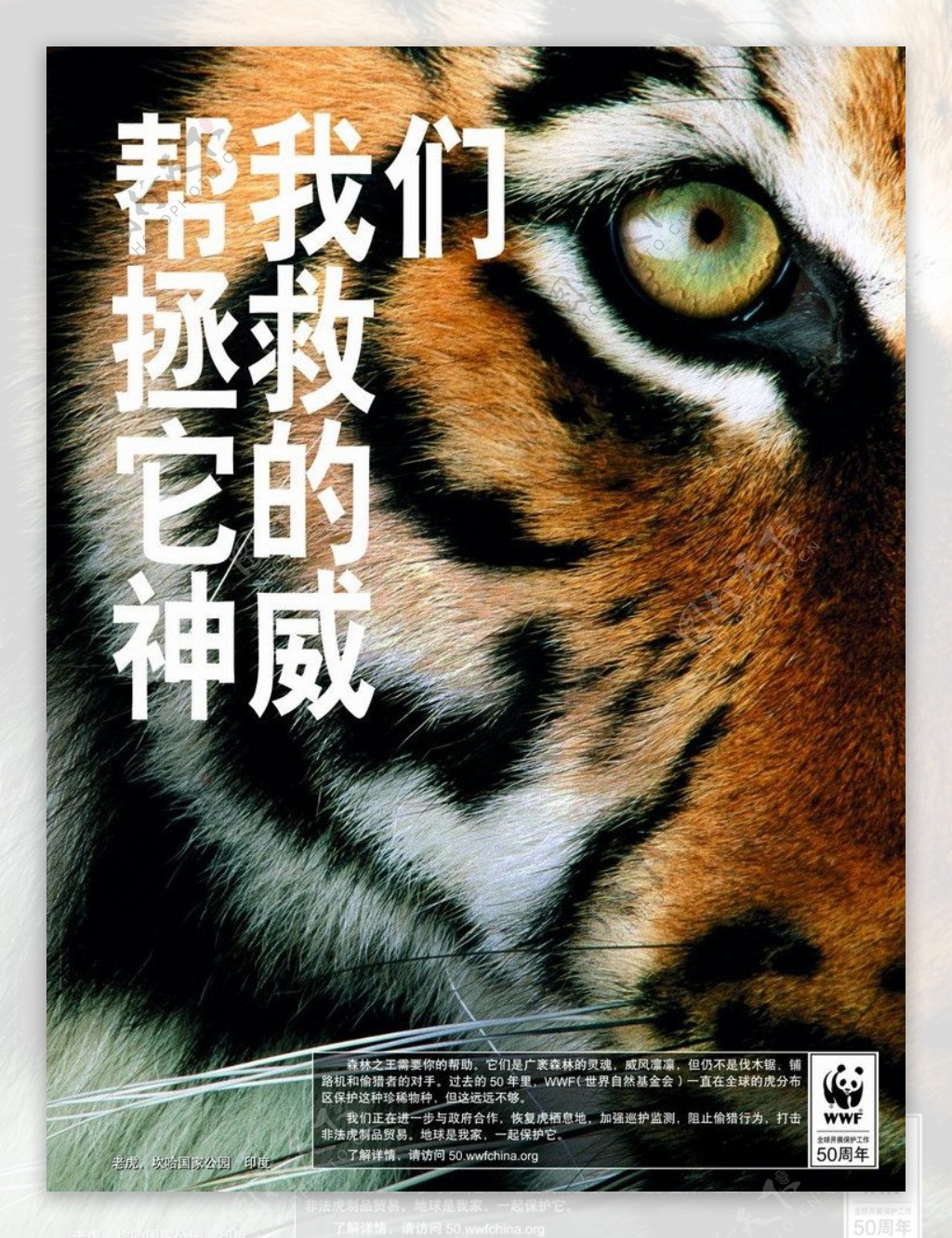 WWF50周年系列保护老虎图片