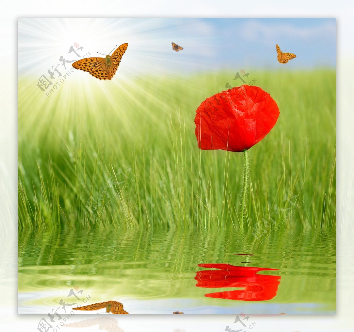 湖水中的红花蝴蝶图片
