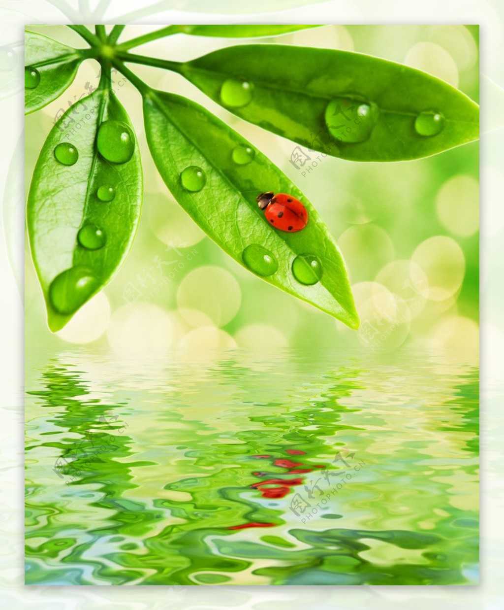 动感水珠水滴绿叶瓢虫图片