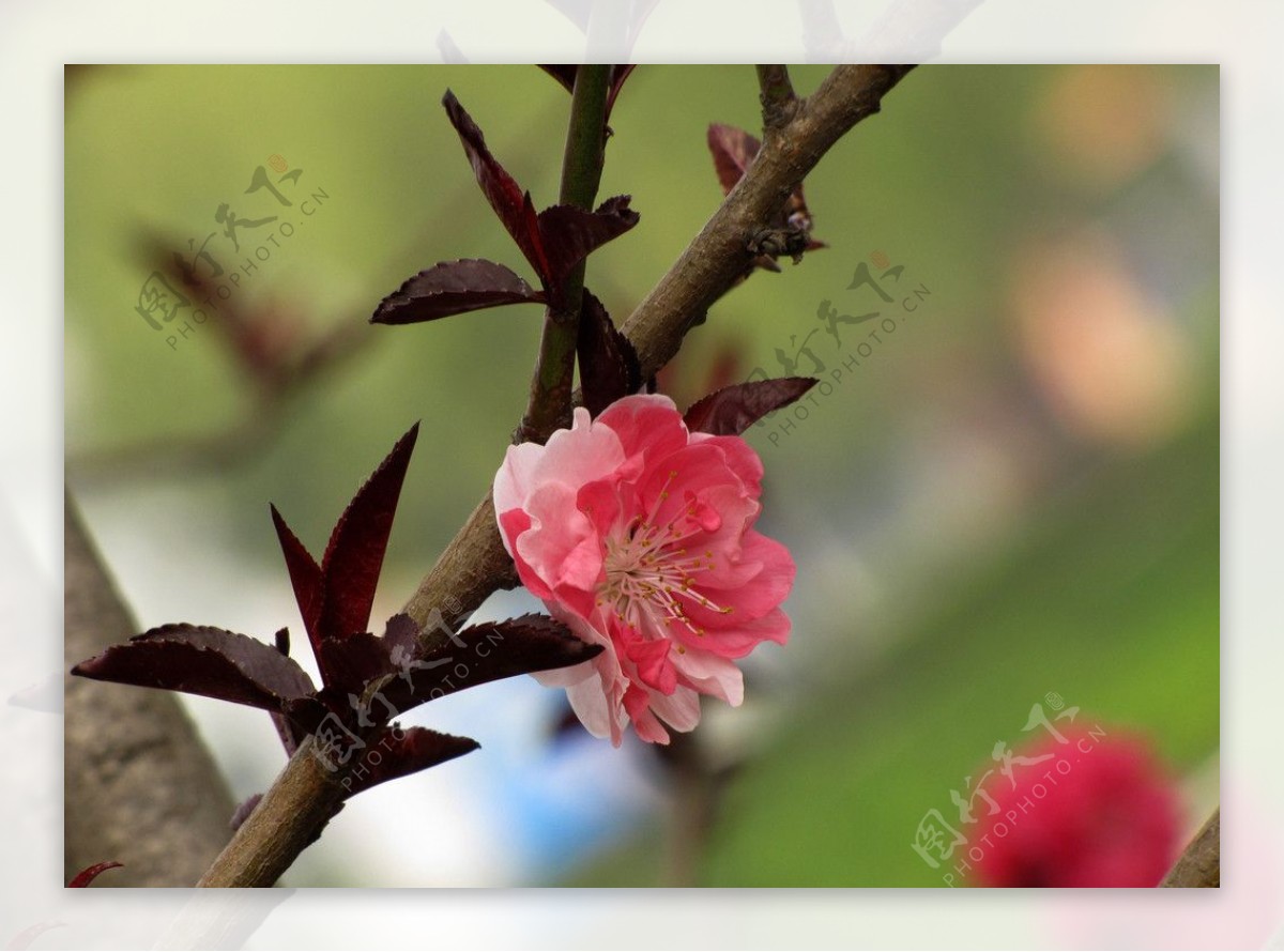 碧桃碧桃花图片