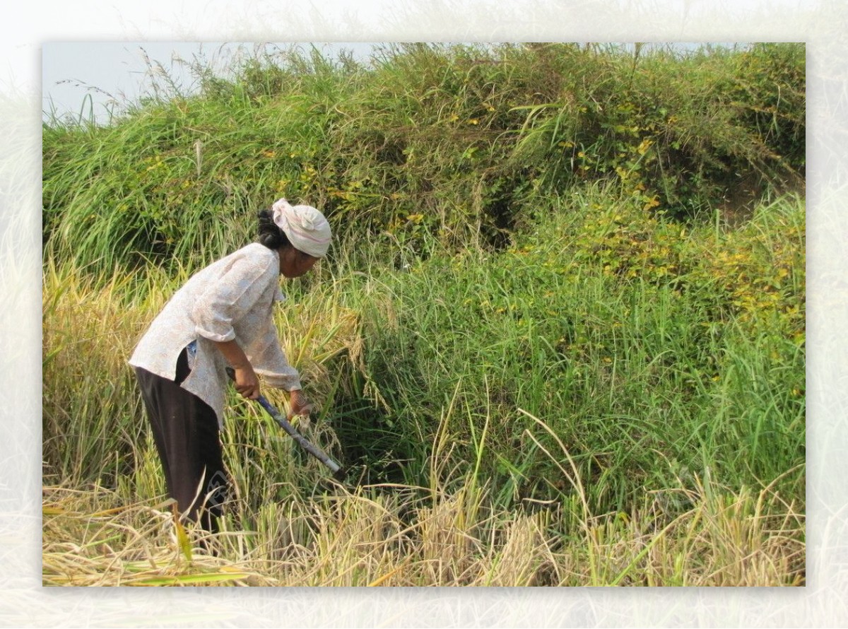 收割水稻的农妇图片