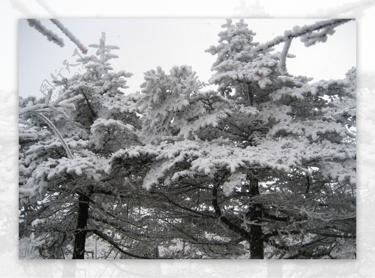 峨眉山雪松图片