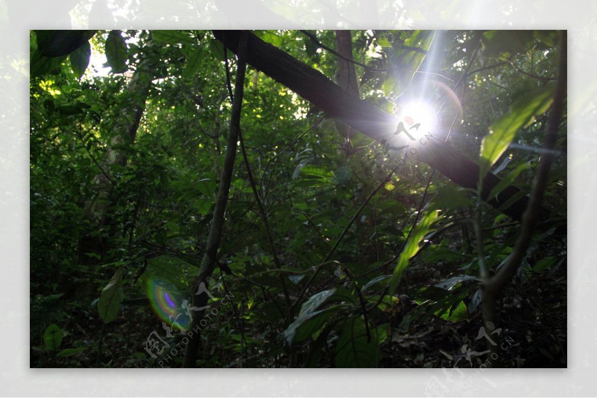 热带雨林早晨的阳光图片