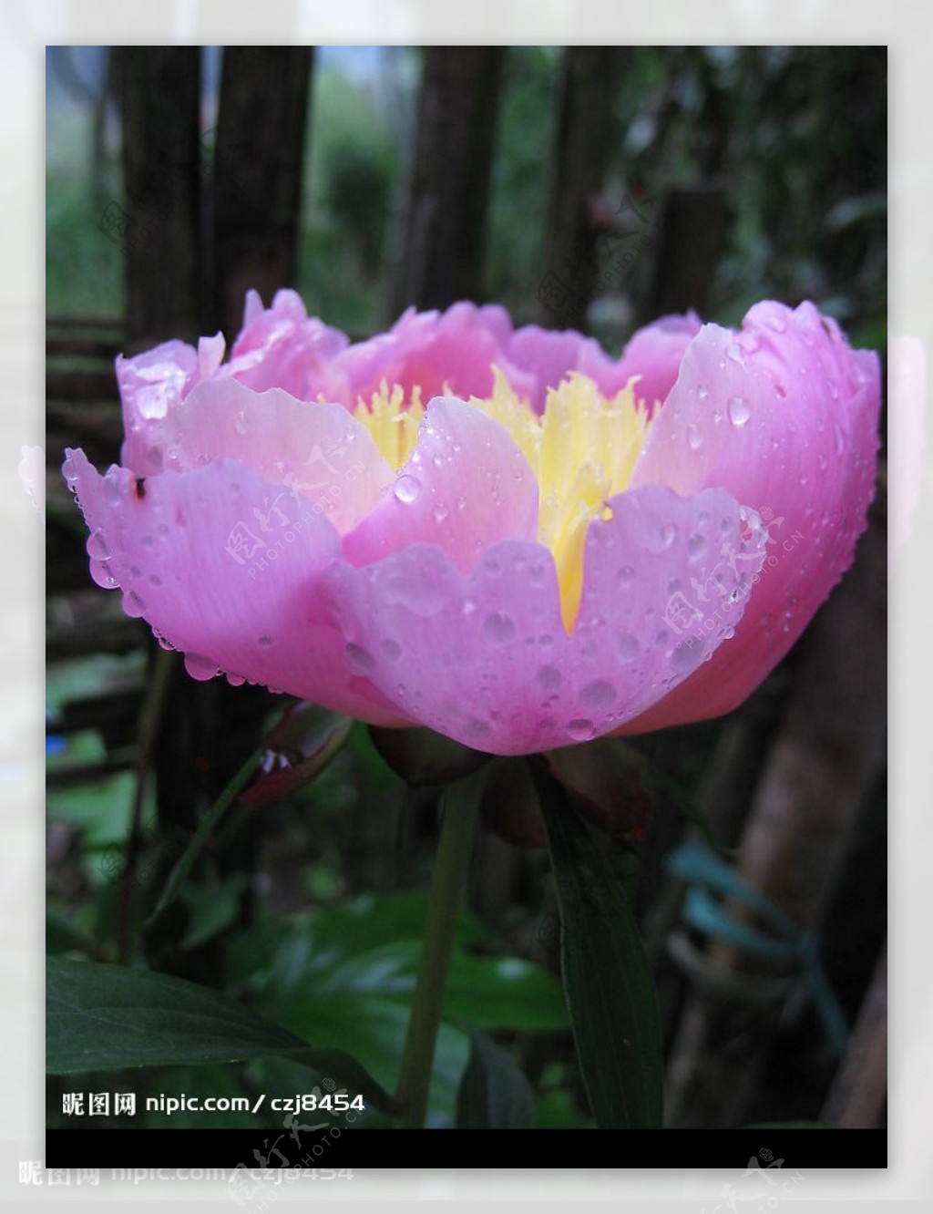 雨后鲜花图片