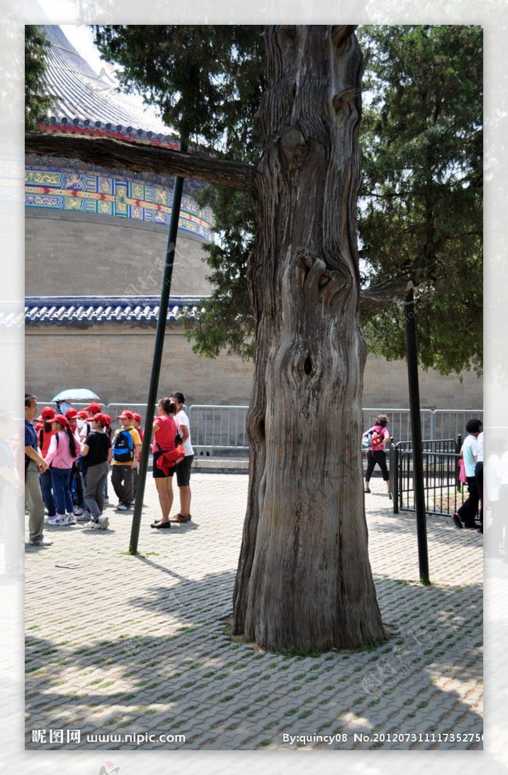 天坛公园古老树图片