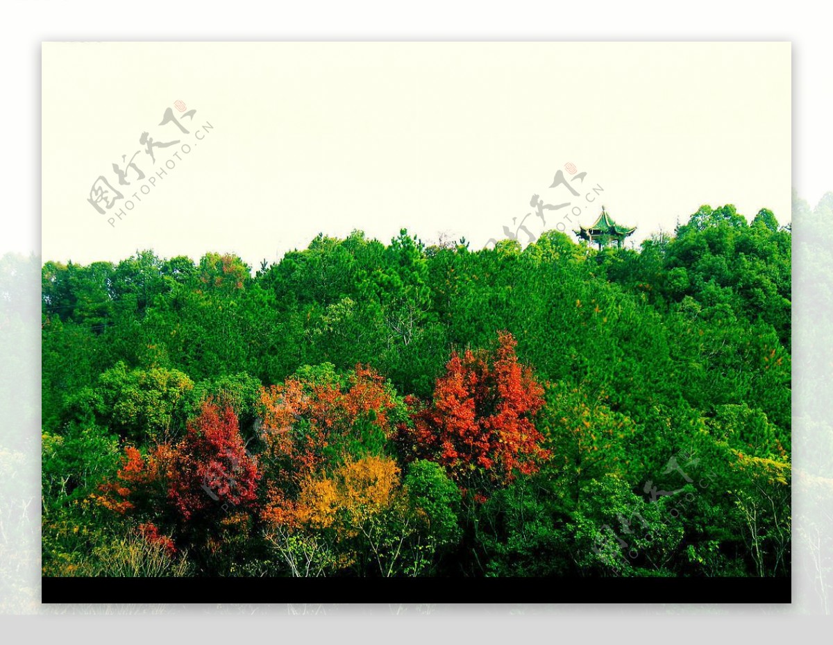 绿树红叶远亭图片
