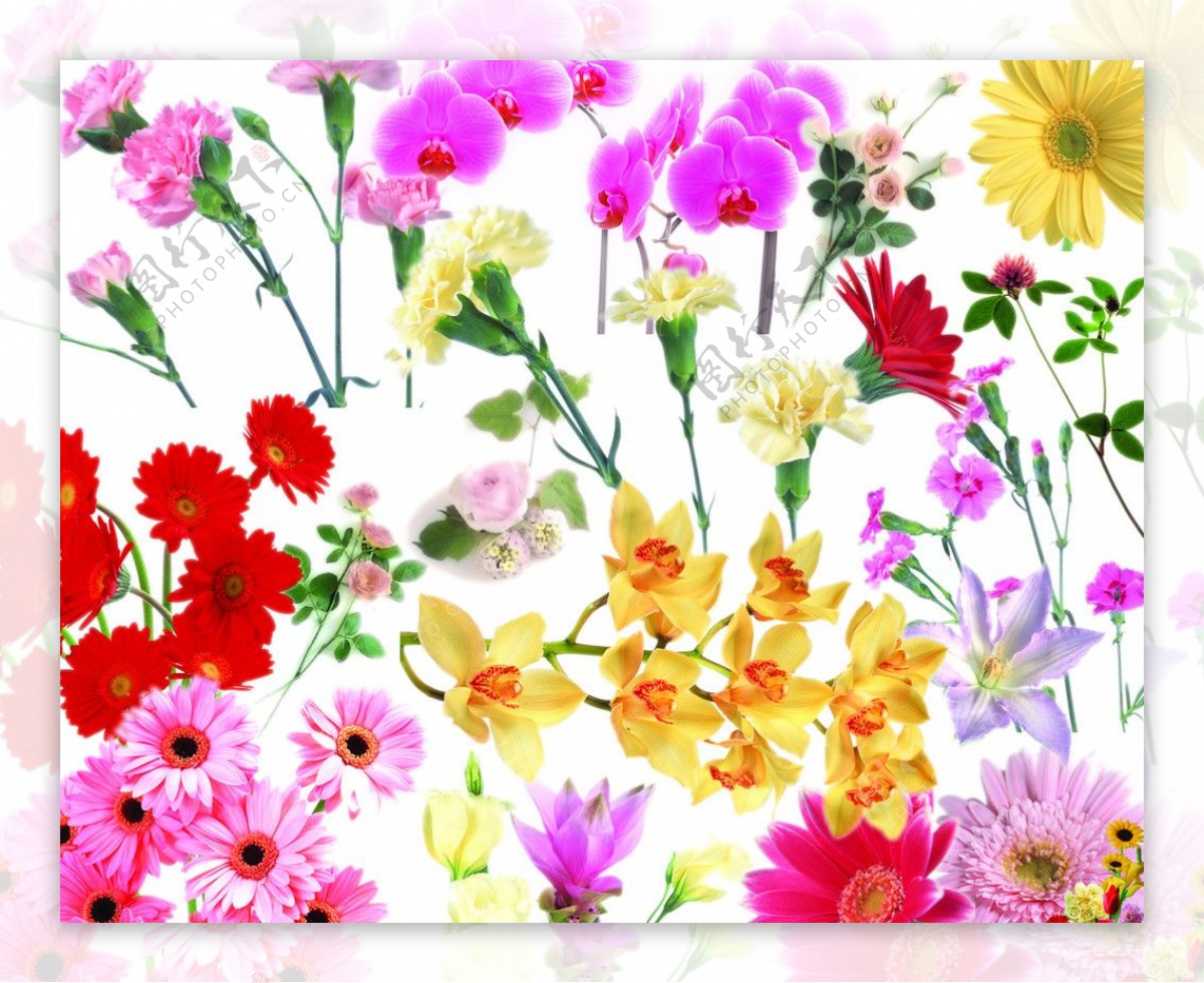 透明的单支花草花朵盛开的鲜花PSD小素材图片
