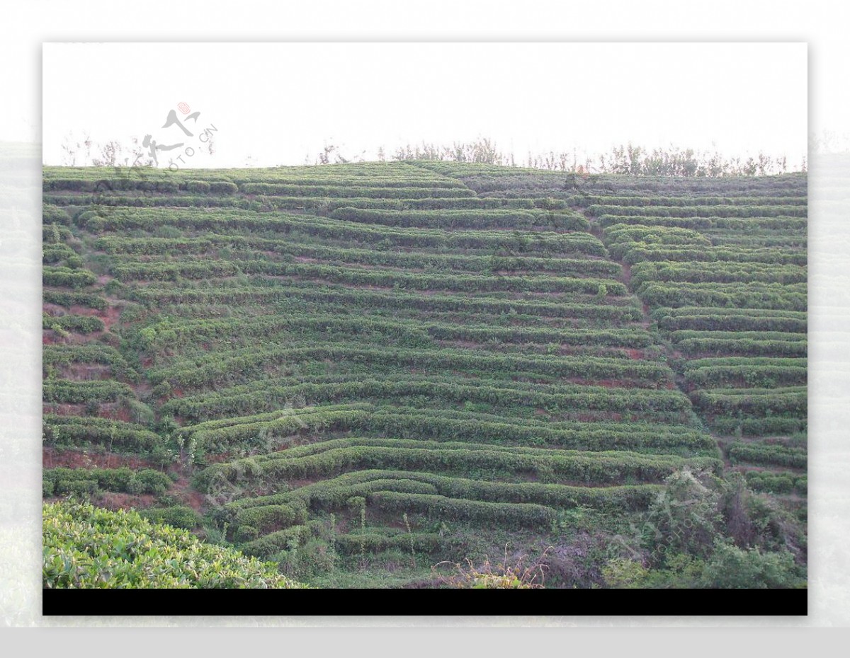 高清茶芽照片图片