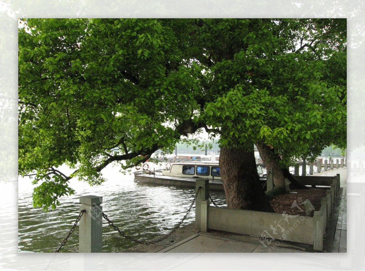 西湖古树图片